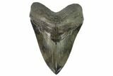 Serrated, Fossil Megalodon Tooth - South Carolina #129445-1